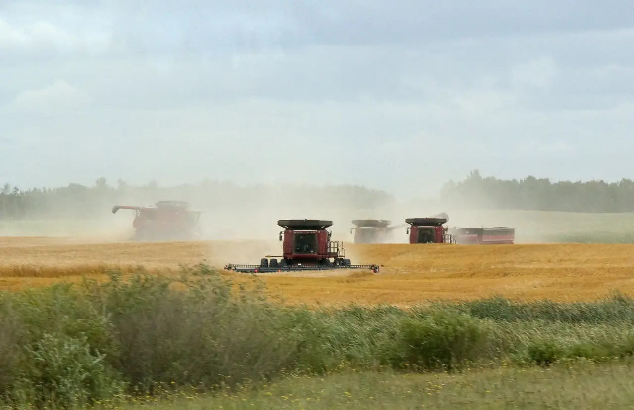 Combines harvesting a wheat field, 2012