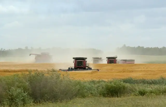 Combines harvesting a wheat field